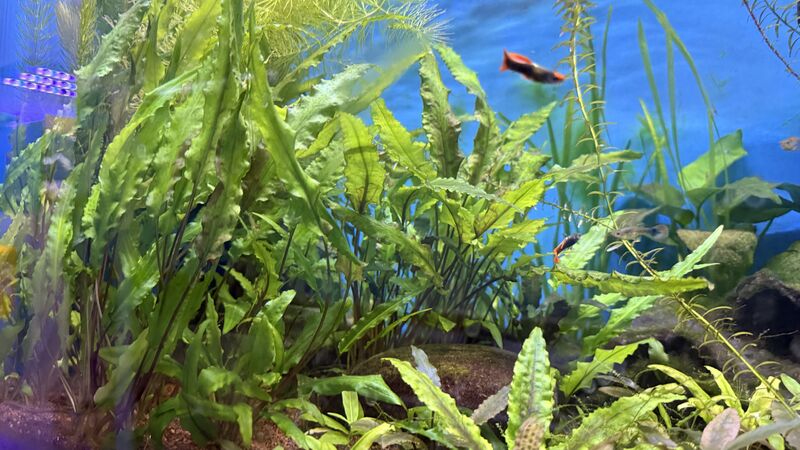Aquarium du Club d'Aquariophilie de Fondettes