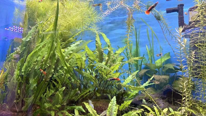 Aquarium du Club d'Aquariophilie de Fondettes