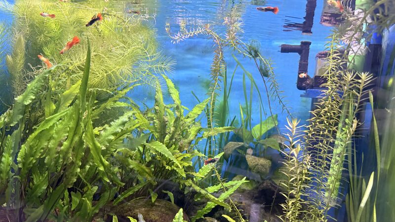 Aquarium du Club d'Aquariophilie de Fondettes