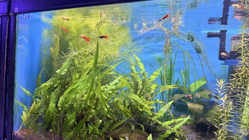 Aquarium du Club d'Aquariophilie de Fondettes