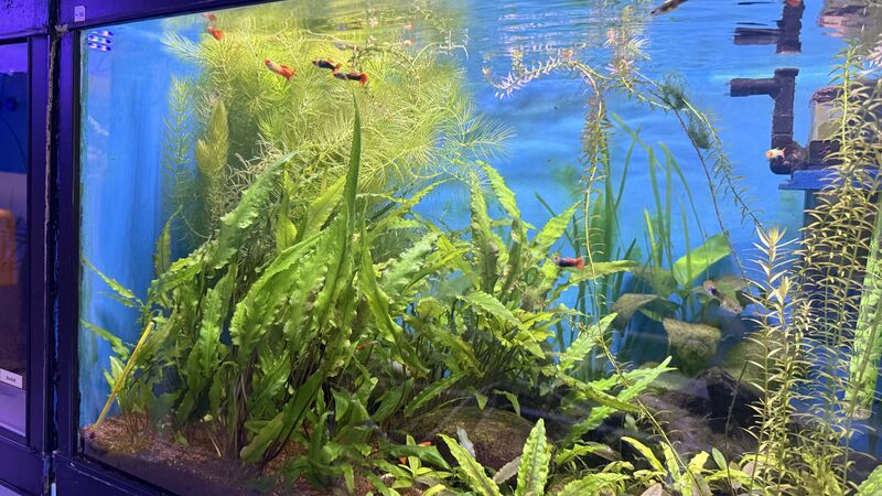 Aquarium du Club d'Aquariophilie de Fondettes