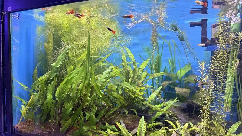 Aquarium du Club d'Aquariophilie de Fondettes