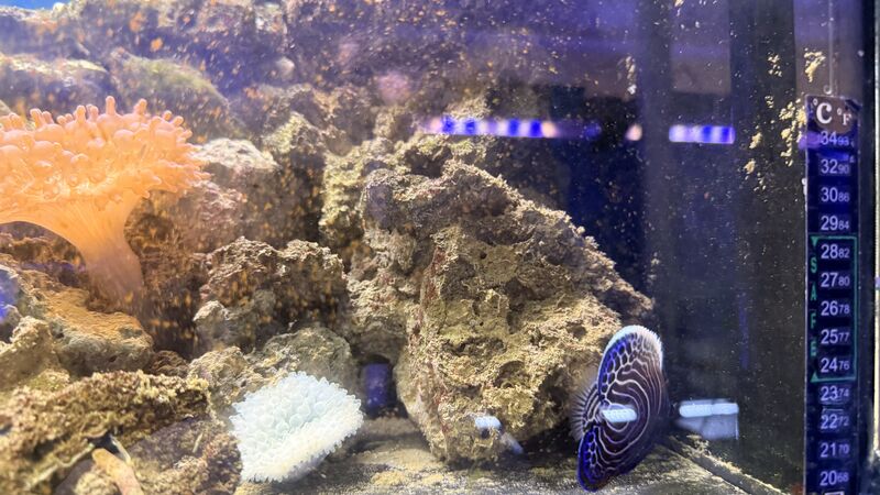 Aquarium du Club d'Aquariophilie de Fondettes