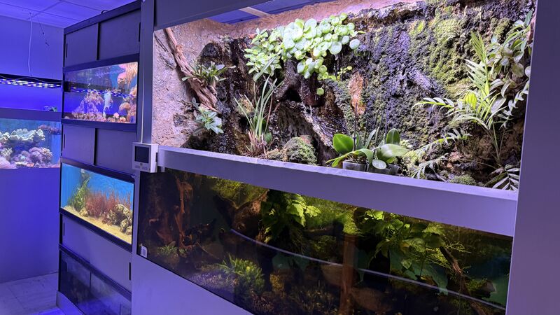 Aquarium du Club d'Aquariophilie de Fondettes
