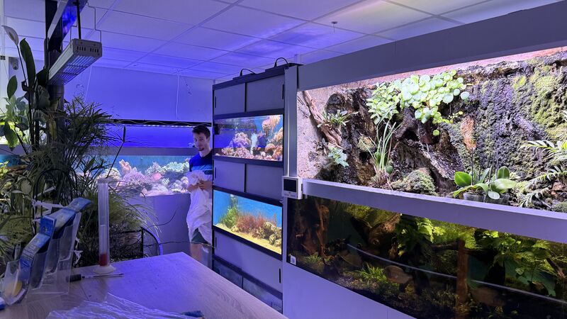 Aquarium du Club d'Aquariophilie de Fondettes