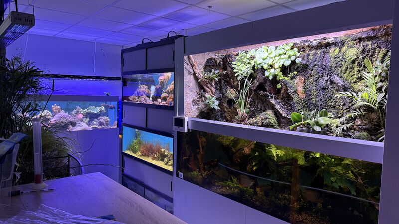 Aquarium du Club d'Aquariophilie de Fondettes