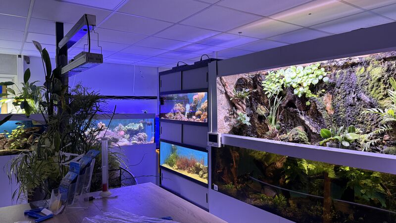 Aquarium du Club d'Aquariophilie de Fondettes