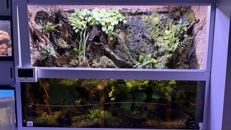 Aquarium du Club d'Aquariophilie de Fondettes