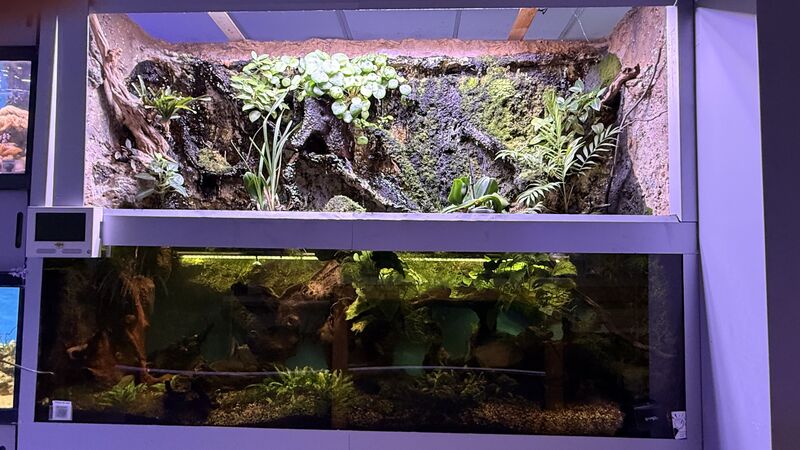 Aquarium du Club d'Aquariophilie de Fondettes