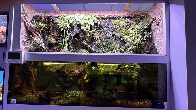 Aquarium du Club d'Aquariophilie de Fondettes