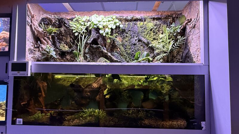 Aquarium du Club d'Aquariophilie de Fondettes
