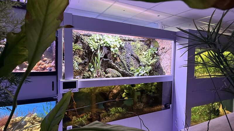 Aquarium du Club d'Aquariophilie de Fondettes