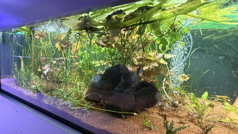 Aquarium du Club d'Aquariophilie de Fondettes