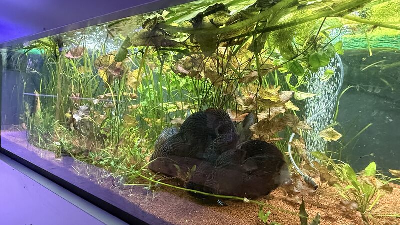 Aquarium du Club d'Aquariophilie de Fondettes