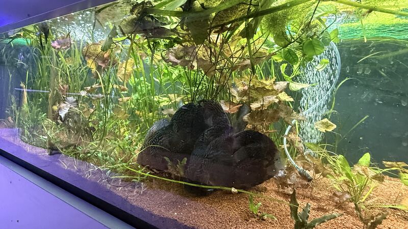 Aquarium du Club d'Aquariophilie de Fondettes