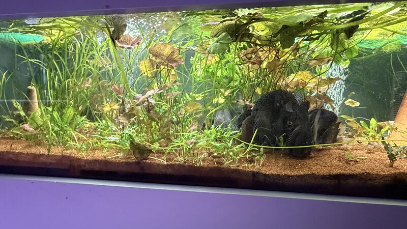 Aquarium du Club d'Aquariophilie de Fondettes