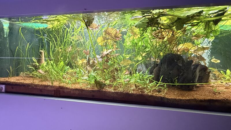 Aquarium du Club d'Aquariophilie de Fondettes