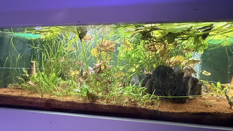 Aquarium du Club d'Aquariophilie de Fondettes