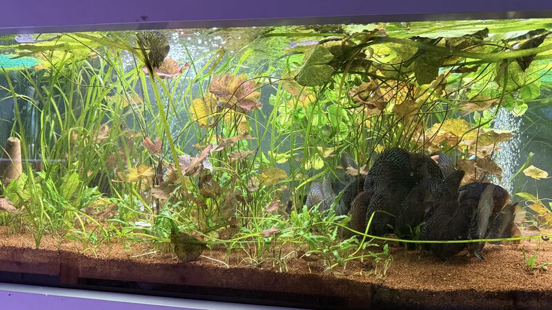 Aquarium du Club d'Aquariophilie de Fondettes