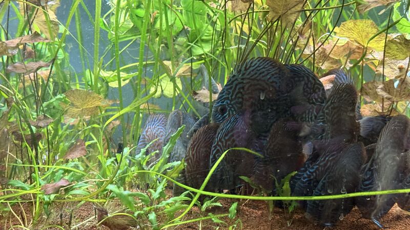 Aquarium du Club d'Aquariophilie de Fondettes