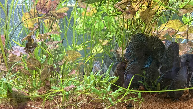 Aquarium du Club d'Aquariophilie de Fondettes