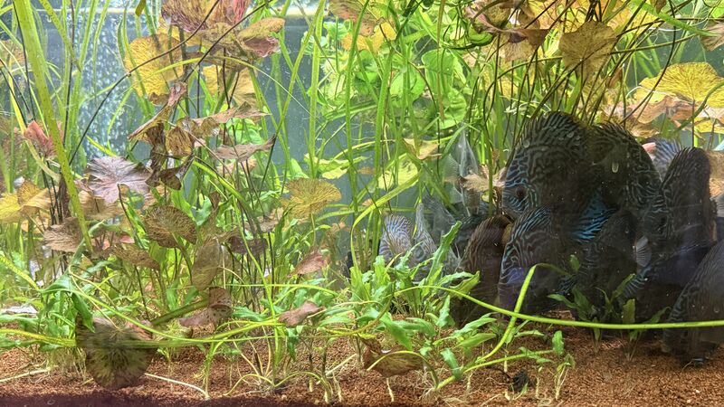 Aquarium du Club d'Aquariophilie de Fondettes