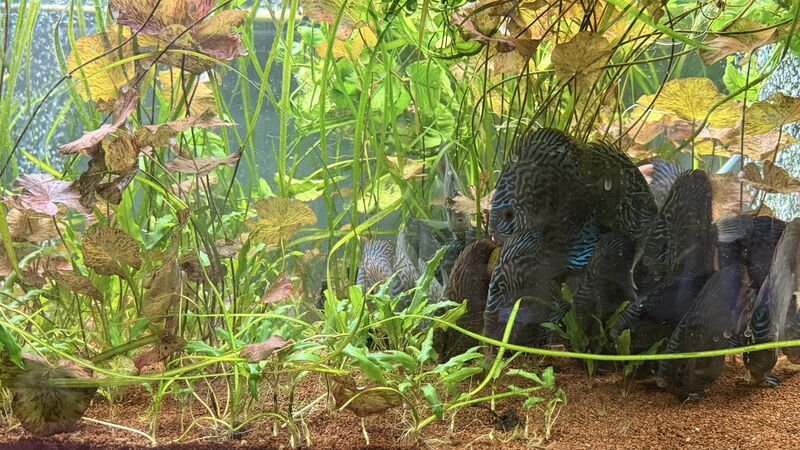 Aquarium du Club d'Aquariophilie de Fondettes