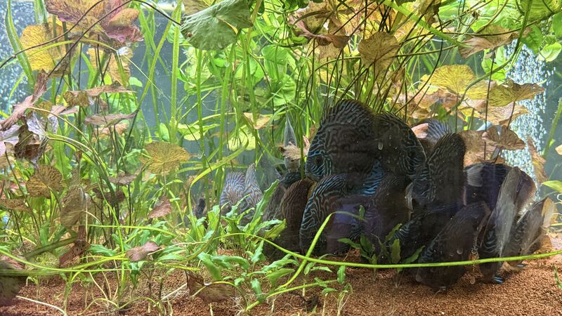 Aquarium du Club d'Aquariophilie de Fondettes