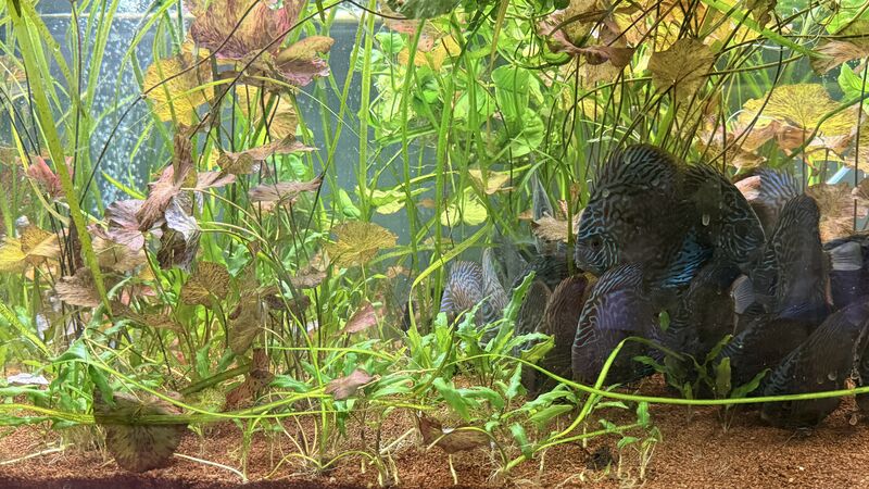 Aquarium du Club d'Aquariophilie de Fondettes