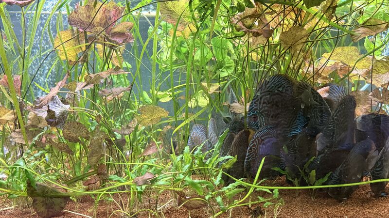 Aquarium du Club d'Aquariophilie de Fondettes