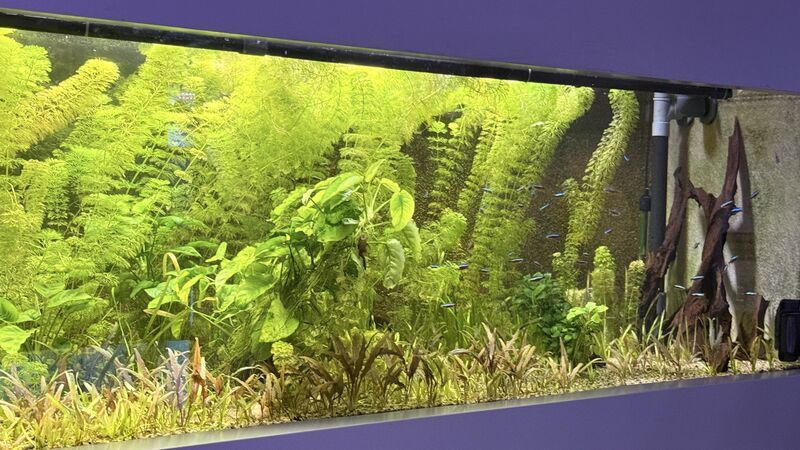 Aquarium du Club d'Aquariophilie de Fondettes