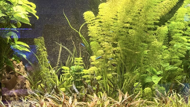 Aquarium du Club d'Aquariophilie de Fondettes
