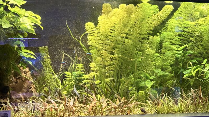 Aquarium du Club d'Aquariophilie de Fondettes