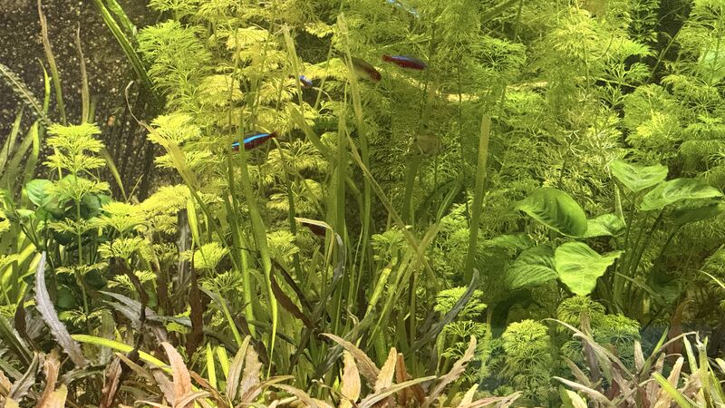 Aquarium du Club d'Aquariophilie de Fondettes
