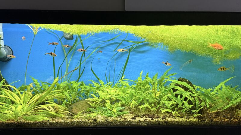 Aquarium du Club d'Aquariophilie de Fondettes