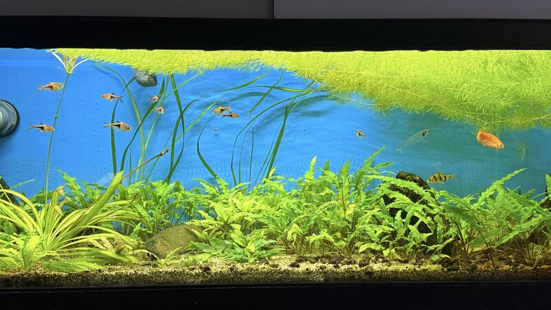 Aquarium du Club d'Aquariophilie de Fondettes