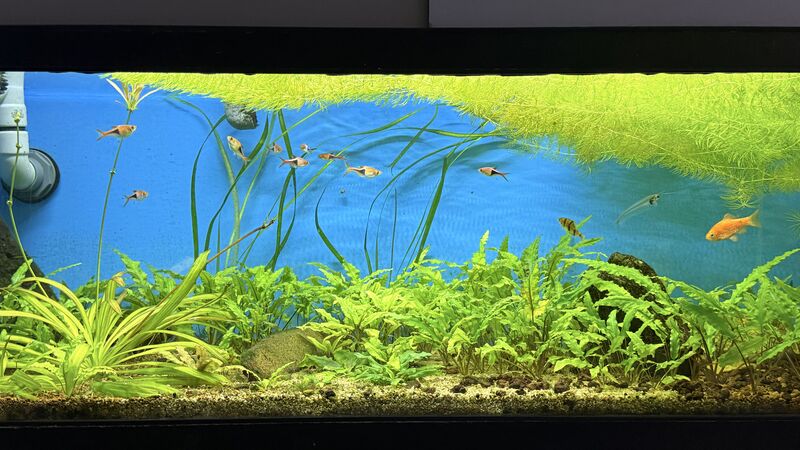 Aquarium du Club d'Aquariophilie de Fondettes