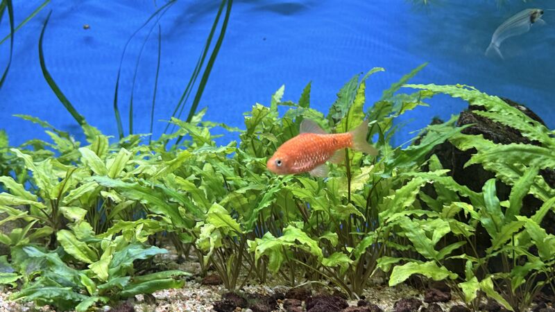 Aquarium du Club d'Aquariophilie de Fondettes
