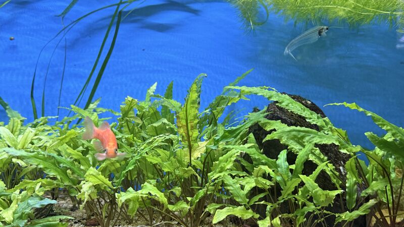 Aquarium du Club d'Aquariophilie de Fondettes