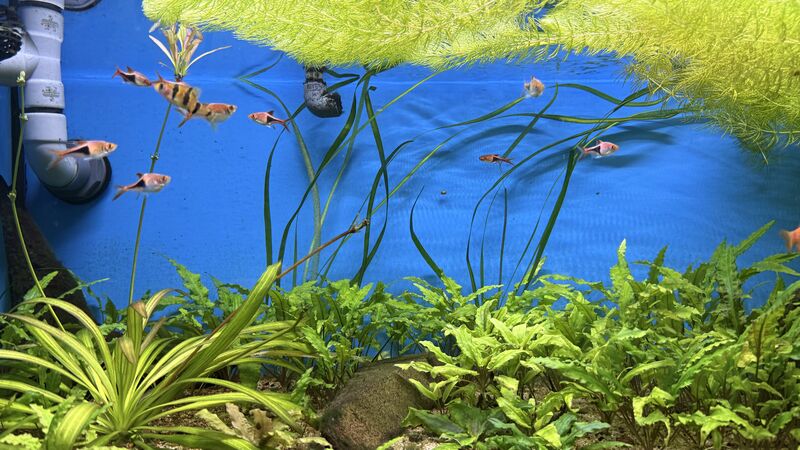 Aquarium du Club d'Aquariophilie de Fondettes