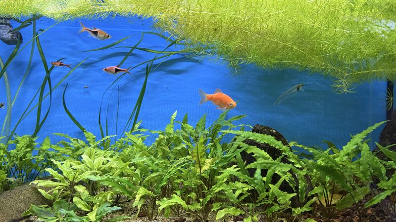 Aquarium du Club d'Aquariophilie de Fondettes