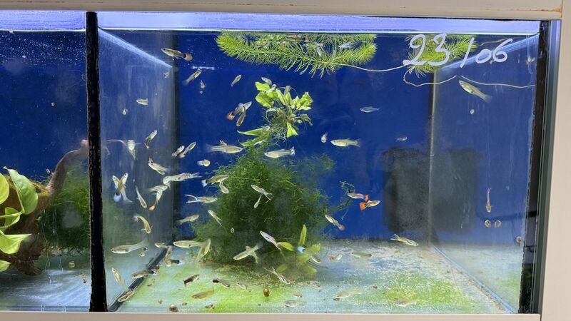 Aquarium du Club d'Aquariophilie de Fondettes