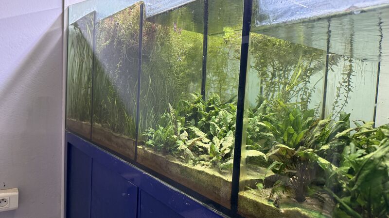 Aquarium du Club d'Aquariophilie de Fondettes