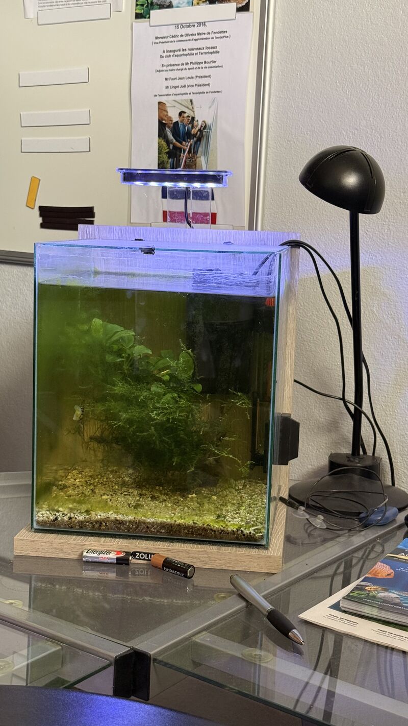 Aquarium du Club d'Aquariophilie de Fondettes